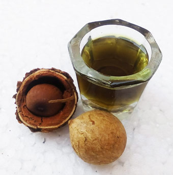 organic tamanu oil in bulk and wholesale